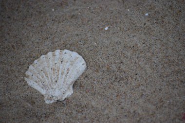 Kumsalda deniz kabukları