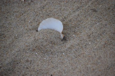 Kumsalda deniz kabuğu