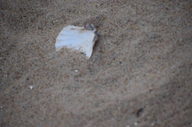 Sahilde beyaz bir kabuğa yaklaş.