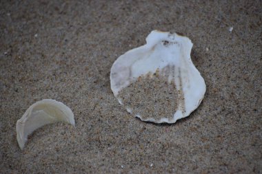 Sahilde kırılmış deniz kabukları, yaz konsepti.