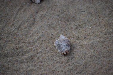 Kumların üzerinde küçük bir deniz kabuğu yatıyor..