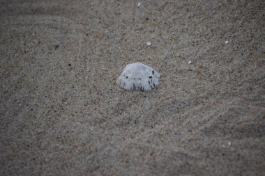 Kumsalda küçük beyaz bir yengeç.