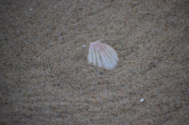 İsrail 'in kuzeyindeki Akdeniz' in kumlu sahillerinde bir deniz kabuğu. İsrail.
