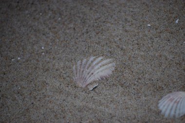 Kumdaki deniz kabuklarının yakın plan çekimi.