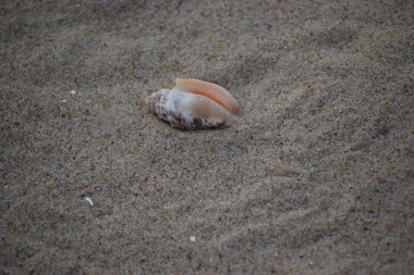 Kumda bir deniz kabuğu