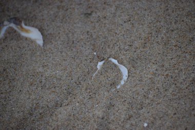 Kumsalda kabuklu beyaz kum