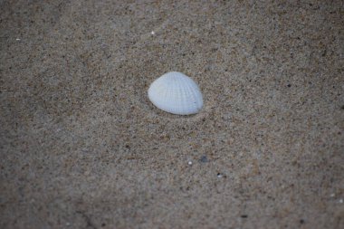 Kumda beyaz deniz kabuğu