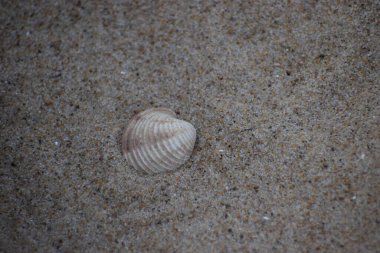 Kumsalda deniz kabukları. en üstteki görünüm