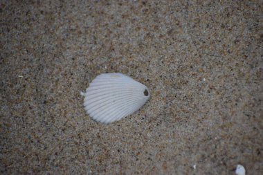 Kumsalda beyaz bir deniz kabuğu