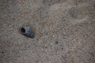 Sahilde deniz kabukları, doğa arka planı.