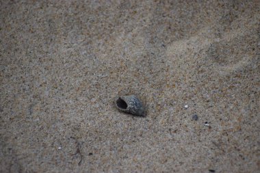 Deniz kabukları, kum zemin üzerine