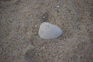 Küçük deniz kabukları denizin kumlarında yatıyor, yaz mevsiminde..