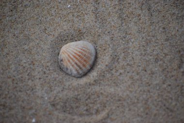 Deniz kabuğu kumlu bir plaj üzerinde.