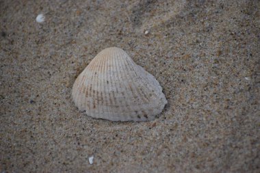 Sahilde deniz kabuğu