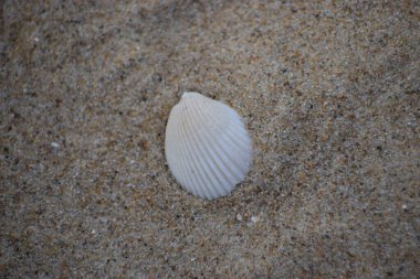Deniz kabuğu, kumsal arkaplanı. Üst Manzara. Boşluğu kopyala