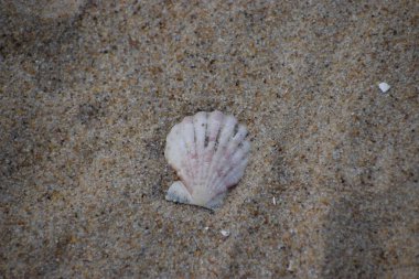 Deniz kabukları, kum zemin üzerine
