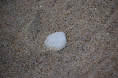 Kumsalda deniz kabukları