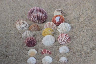 Kumdaki deniz kabuğu. deniz kabukları.