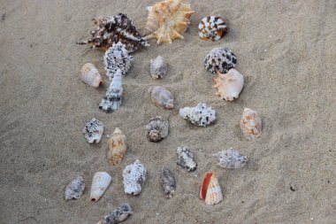 Kumsalda deniz kabukları