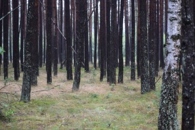 Sabahları çam ağacı ormanı
