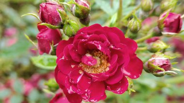 Gül bahçesinde çiçek