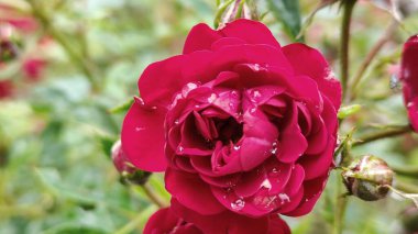 Bahçedeki güzel kırmızı gül