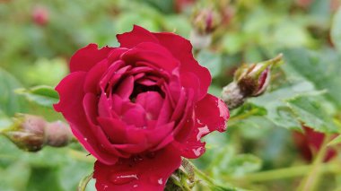 Bahçede kırmızı gül