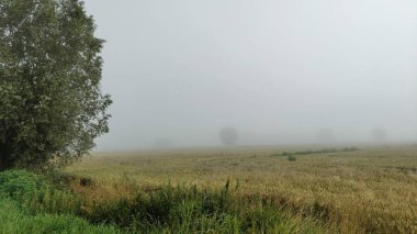 Ormandaki tarlalarda sis var.