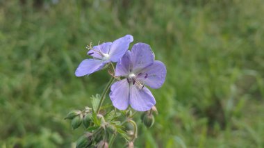 Bahçedeki mavi çiçek