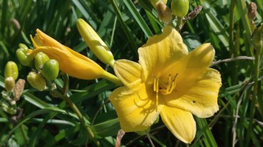 Bahçedeki güzel çiçekler