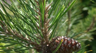 Ağaçtaki kozalak, bitki örtüsü ve doğa