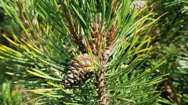 Fotoğrafta siyah çam kozalaklı bir dal var.