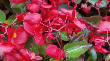 Fotoğrafta mor çiçekli uzun beyaz bir tencere var.