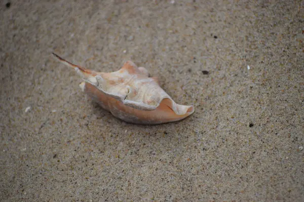 Kumsalda deniz kabuğu.