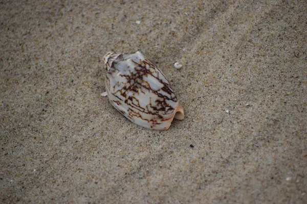 Kumsalda deniz kabuğu