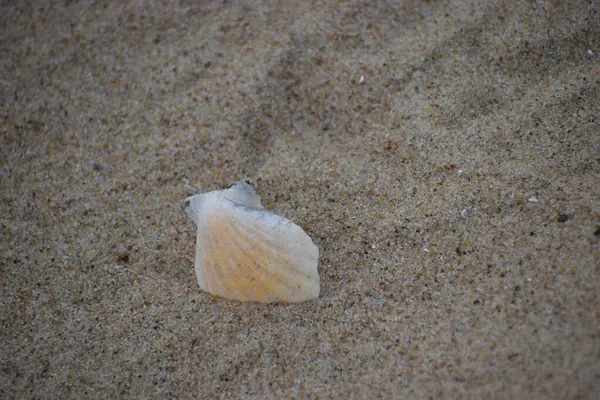 Deniz kabuğu Plajı kum üzerinde