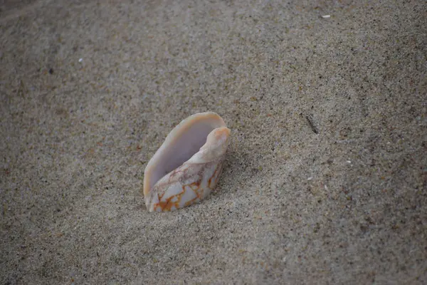 Deniz kabuğu sahilde, yaz tatili konsepti