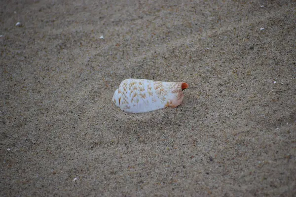 Kumsalda deniz kabuğu