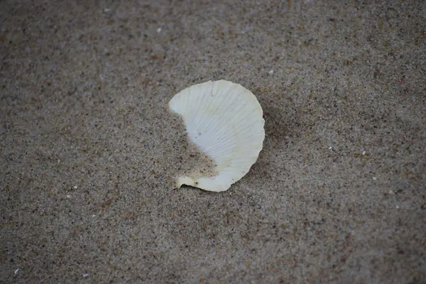 Kumsalda sarı bir deniz kabuğuna yakın çekim.