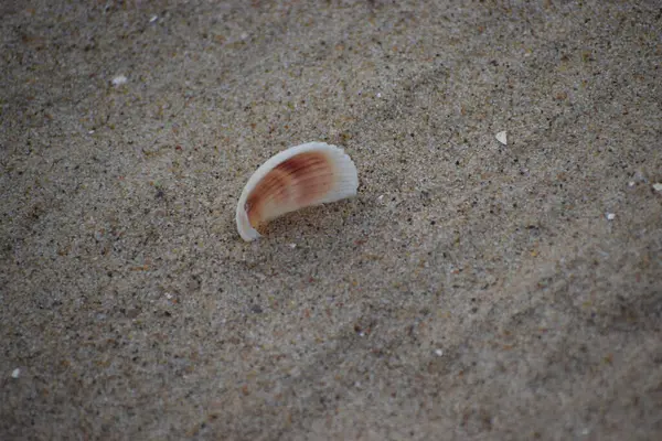 Sahilde deniz kabukları