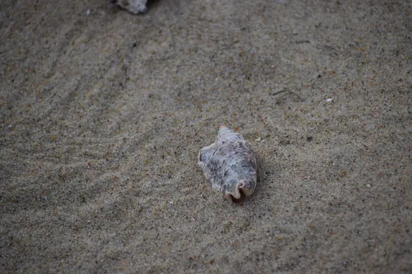 Kumların üzerinde küçük bir deniz kabuğu yatıyor..