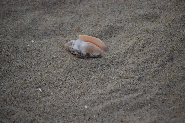 Kumda bir deniz kabuğu