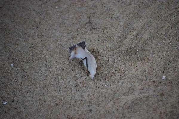 Sahildeki ölü deniz. İsrail 'de ölü deniz.