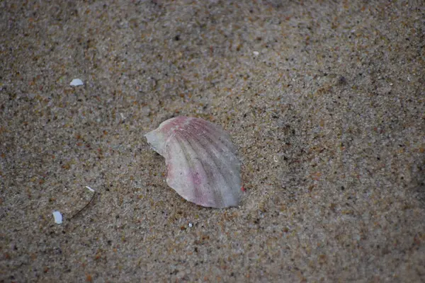 Sahilde deniz kabuğu