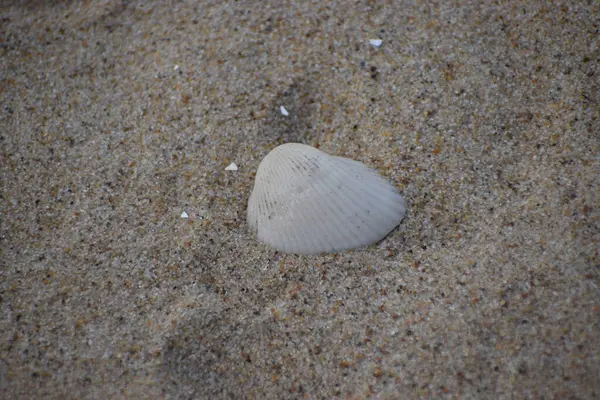 Küçük deniz kabukları denizin kumlarında yatıyor, yaz mevsiminde..