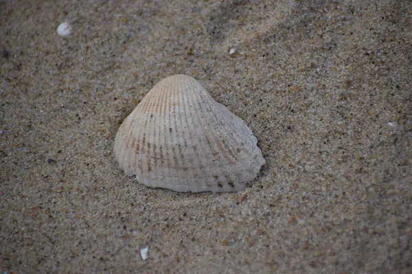 Sahilde deniz kabuğu