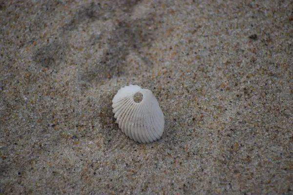 Kum zemininde deniz kabuğu