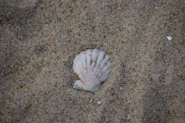 Deniz kabukları, kum zemin üzerine