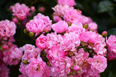 Bahçedeki güzel pembe güller