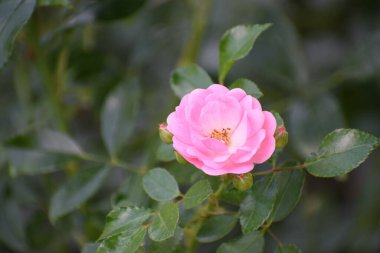 Bahçedeki güzel çiçekler